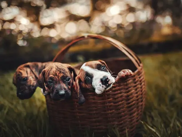 犬が舌を歯で挟んだまま戻さないときの対処法