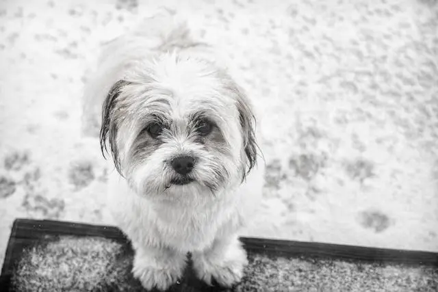 犬が家族の中の特定の人にだけ従わない場合の主従関係見直し法