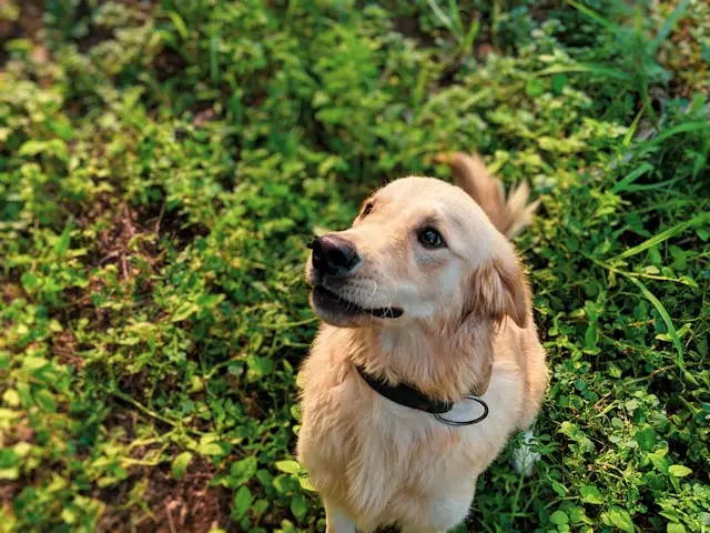 愛犬が夜間に遠吠えを始めた時にすべき3つのステップ
