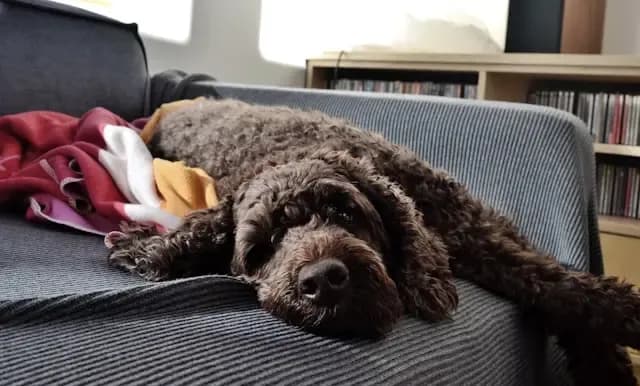 犬が急に吠えなくなった場合に考えられる心理と疾患