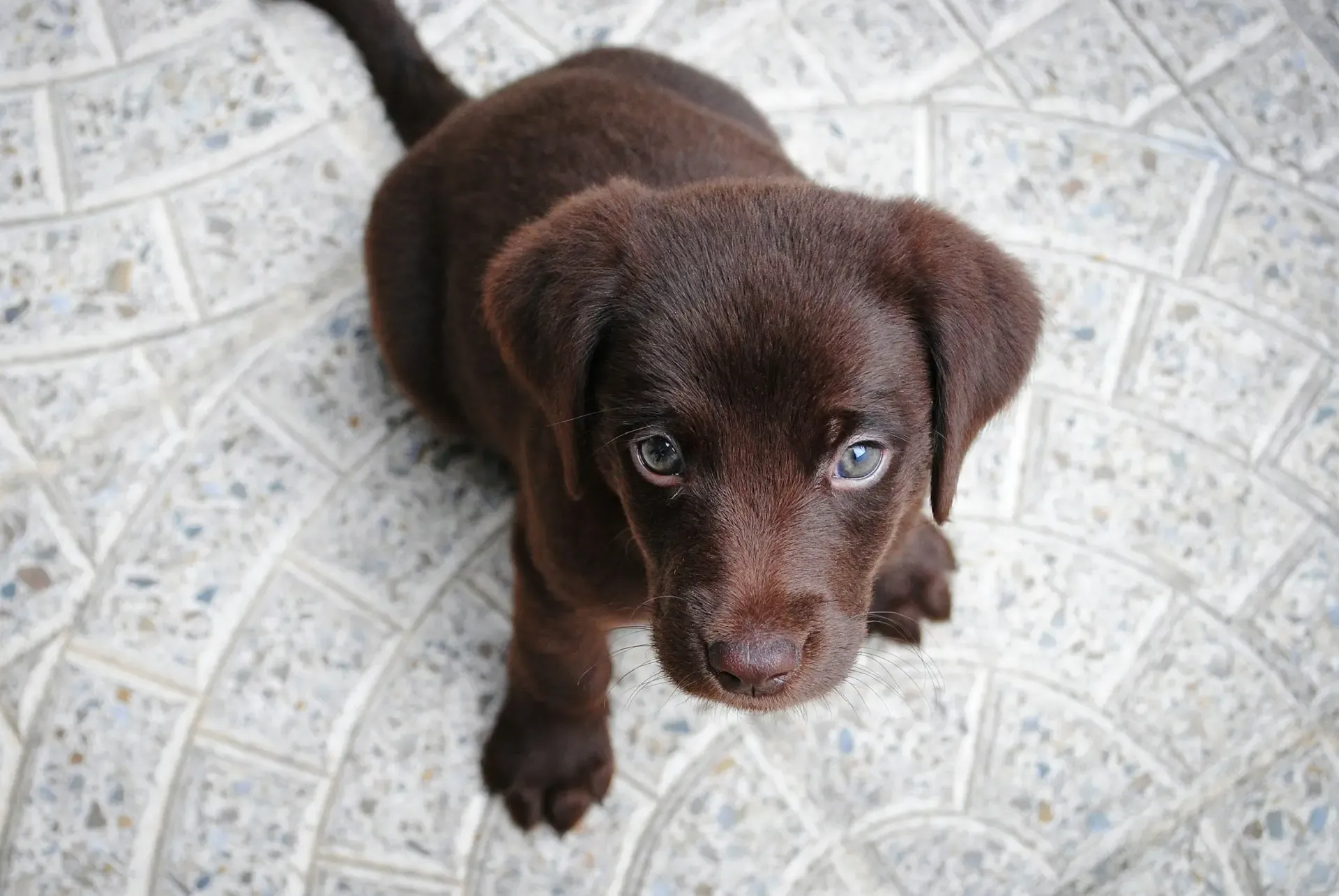 愛犬が急に鳴かなくなった…声帯トラブル?
