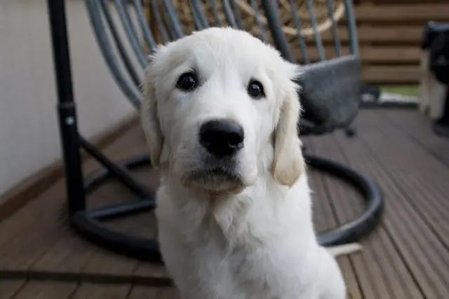 犬がうんちの直後に嘔吐するようになった時に考えるべき消化器連動反応
