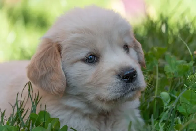 犬がかゆみを訴えるのに皮膚が赤くないときのアレルギー診断のヒント