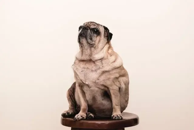 愛犬が夜だけ唸るようになった場合に考えられる要因