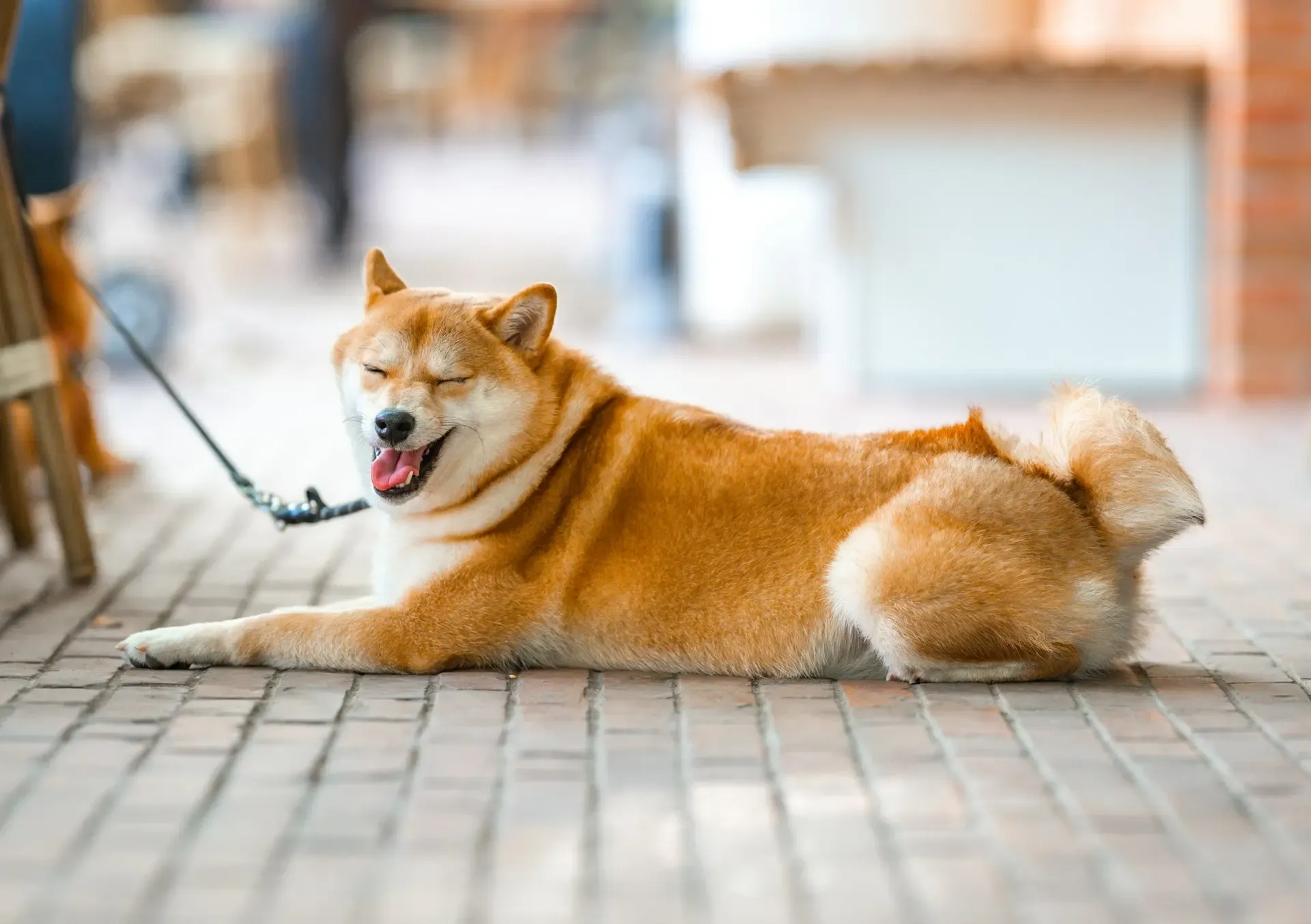 犬がテレビや映像に吠える:刺激コントロールと訓練手順