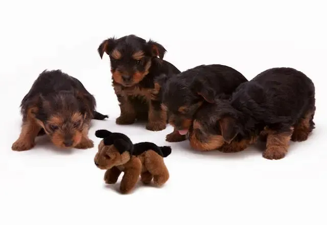 犬が息苦しそうにしている:呼吸の異常と緊急時の対処法