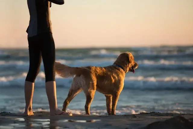 犬の皮膚が赤い・かさぶたがある:アトピーや感染症の可能性