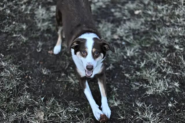 老犬がベッドの角で寝たがるようになったときの安心行動と異常の境目