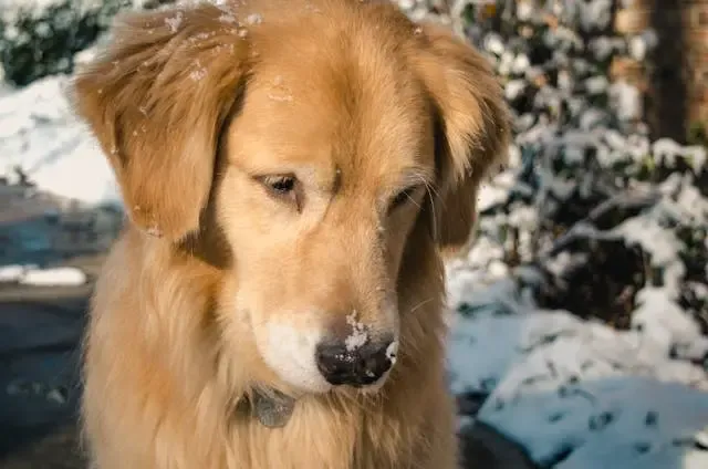 犬のお尻を床にこすりつける行動の背後にある炎症とは?