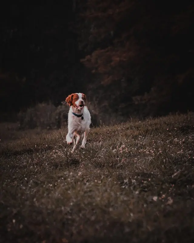 犬が水を飲む量が急に増えたときに考えるべき内臓の問題とは?