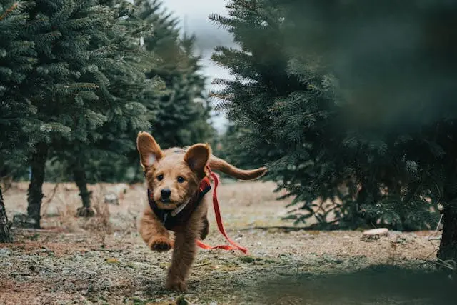 犬が夕方になると吠えやすくなるときの神経・精神的背景とは