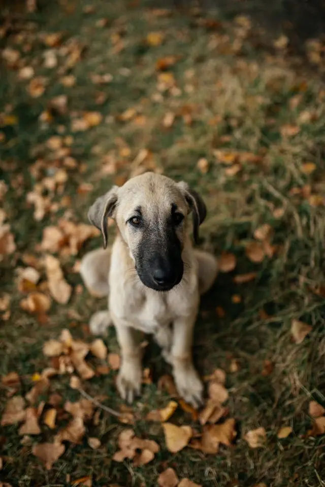 犬が耳のにおいを気にするようになったら見るべき耳垢の変化