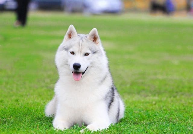 犬が寝床で丸くならず伸びて寝る理由