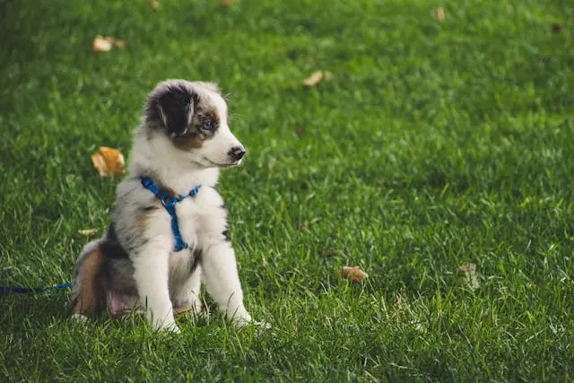 犬が朝になると目やにが一気に増えるようになったら?