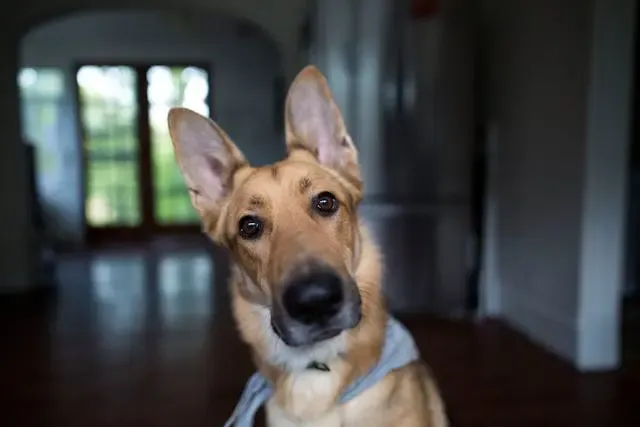 犬の口から粘着性のあるよだれが続く場合の消化器系の可能性