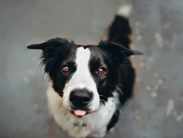 犬が尻尾を触ると怒る・逃げる:痛みと学習の切り分け