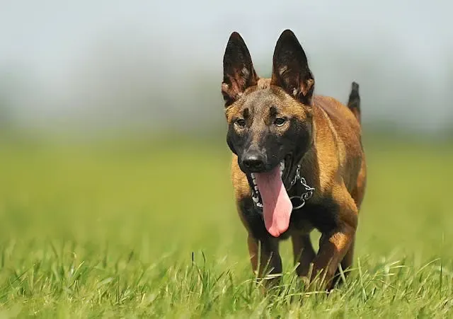 犬が呼んでも振り向かなくなった時に考えるべきこと