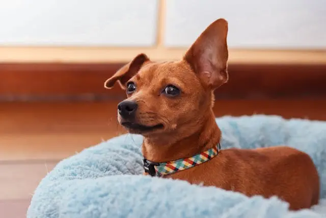 犬がドッグフードを変えた直後に耳を掻き始めたときのアレルゲン確認法