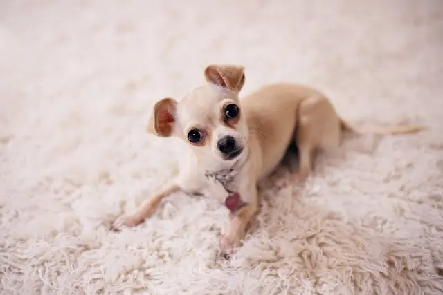 犬が耳の後ろをこすった後にブルブルする回数が増えたとき
