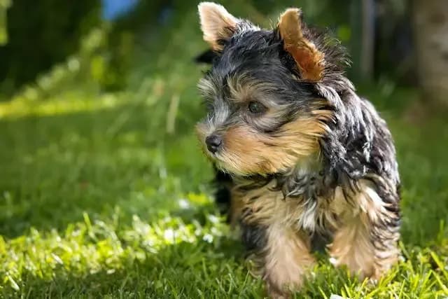 愛犬の皮膚が粉っぽく剥がれ落ちる時に注意したい角質異常