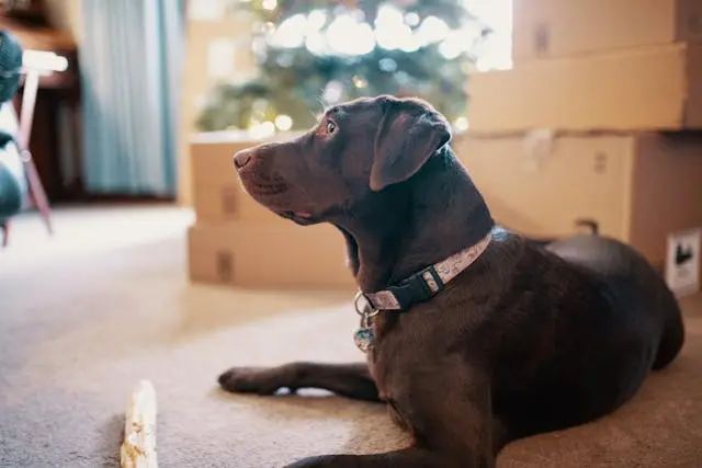 犬が外出中に拾い食いをするのをやめさせたい時の集中練習法