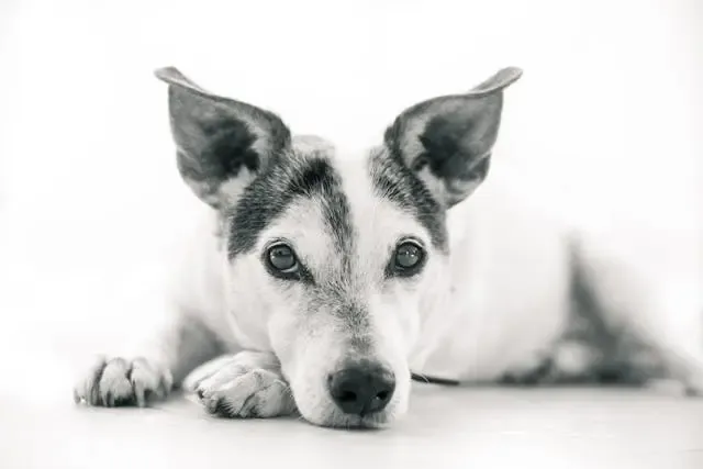 犬が体幹を左右に振って歩く(モンロー歩き):原因と対処