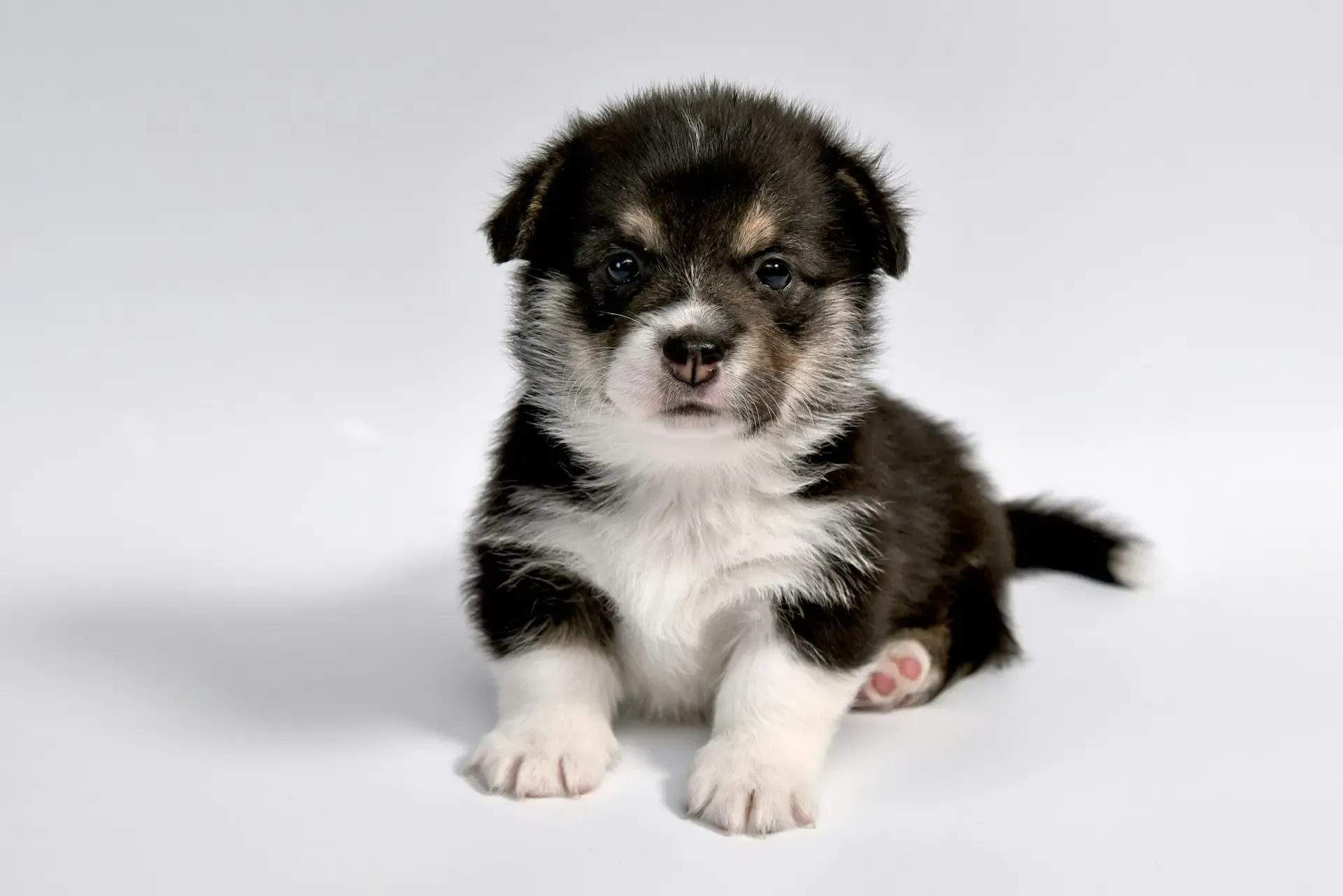愛犬が足を引きずる原因とは?歩き方の異常から考えられる病気