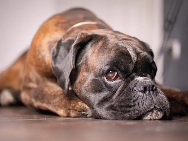犬が後ろ足を噛むようになったら?食物アレルギーとの関係を探る