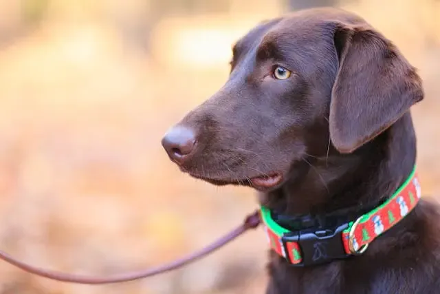 犬が夜中に水を飲みに起きる頻度が増えた理由