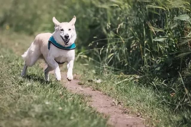 愛犬がご飯の時間にだけ落ち着きがなくなる時