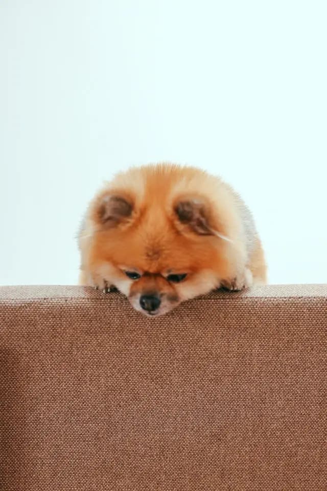 犬の肉球が乾燥・ひび割れ:保湿ケアと注意点