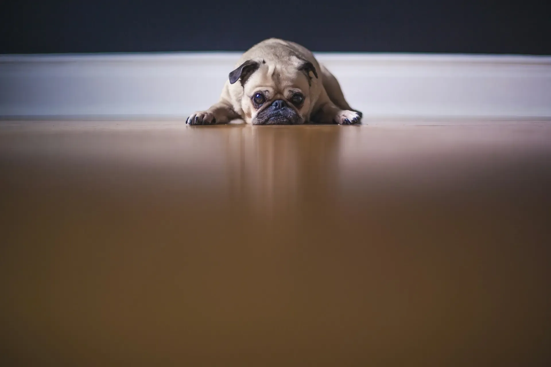 愛犬が玄関から動かない理由—心理学と行動学から読み解く