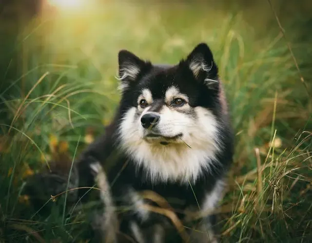 愛犬が呼吸にあわせて体を大きく動かすようになったら?