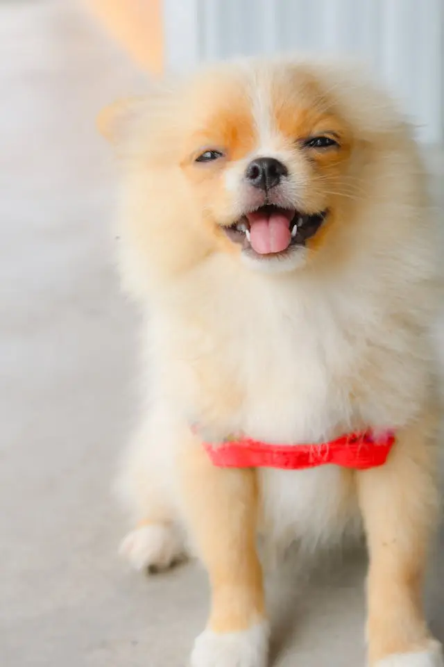 犬が留守番を嫌がる:分離不安の症状と対処法
