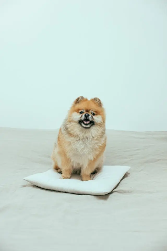 犬の垂れ耳にだけ症状が出やすい理由とケアの工夫