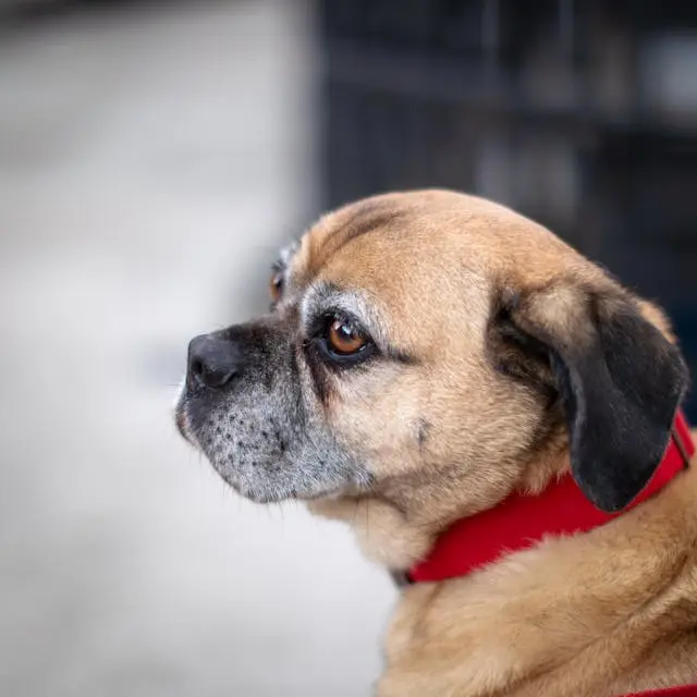 犬が散歩から帰ったあとにだけ息が荒くなる時の注意ポイント
