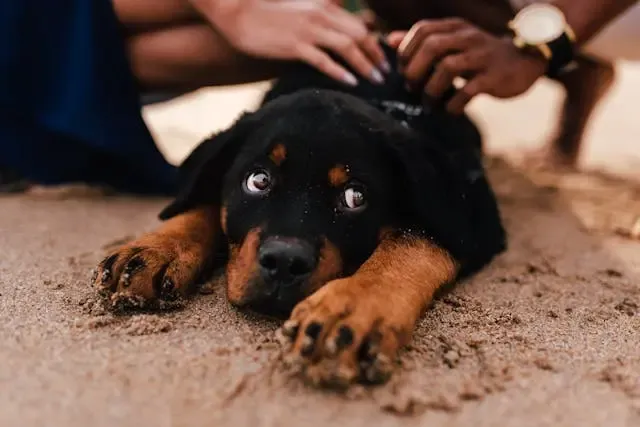 犬がソファなどの段差を躊躇するようになったときの筋力評価