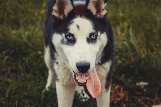 愛犬が歩きながらしっぽの先を追い続けるようになった場合の診断視点