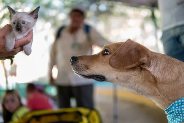 犬がフードを丸飲みしてすぐ吐くようになったときの咀嚼・消化力のチェック