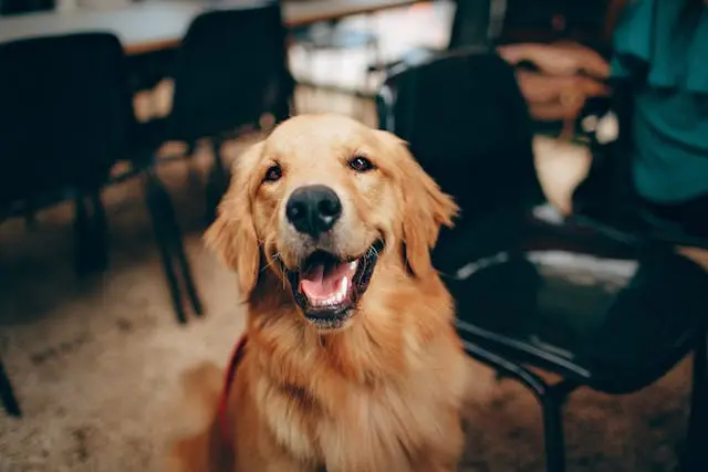 犬がまぶたを開けづらそうにしているように感じたら
