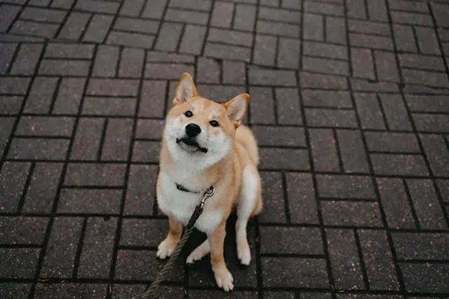 犬が前足で顔をこすりながら後ろに下がるときの違和感信号