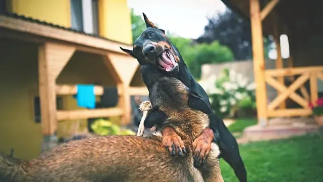 犬がご飯を途中で残すようになった時の咀嚼・飲み込みチェック