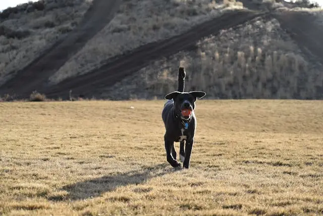 シニア犬が以前より静かに咳をするようになったとき