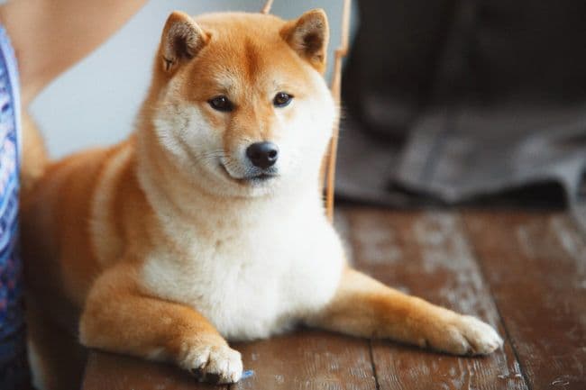 犬の便が黒い・血が混じる:消化管出血の可能性と対処