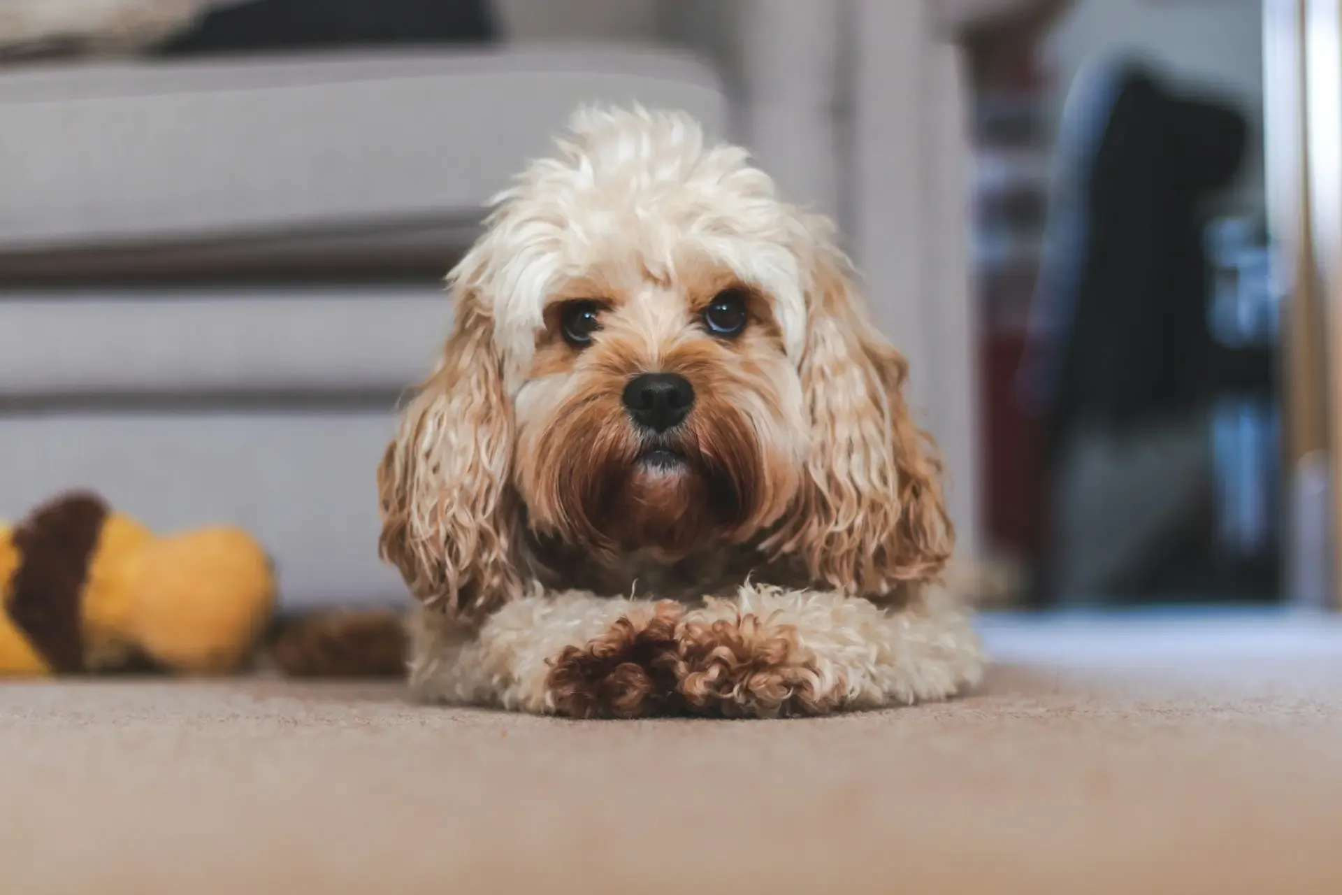 愛犬が玄関に向かって吠えるのはなぜ?