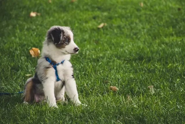 犬の口角から泡が出るようになったらすぐ確認すべきこと