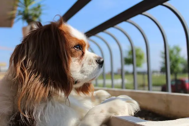 シニア犬が床に顔を押し付けたまま動かなくなったときの緊急度と観察点