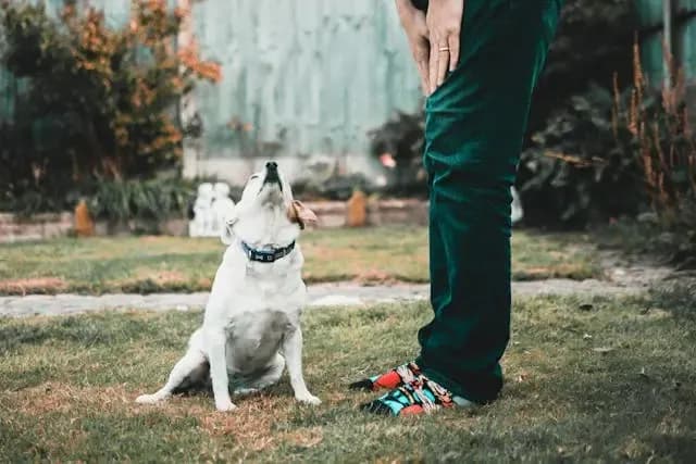 犬が水を飲む音が異様に大きい時に疑う病気とは?