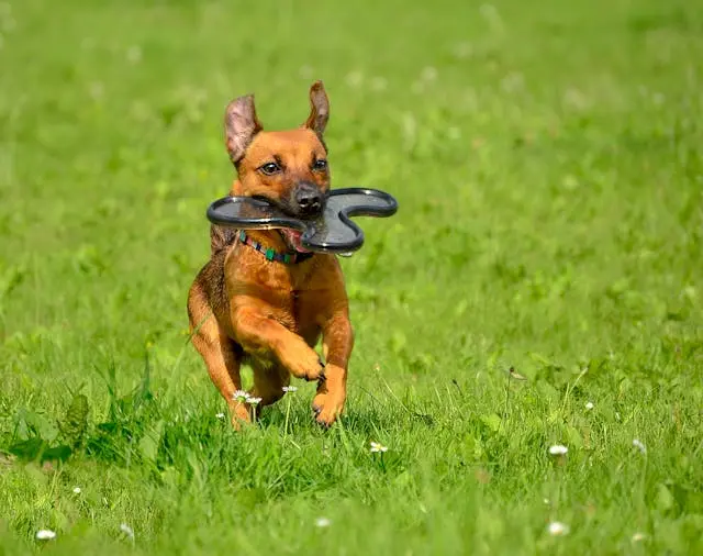 犬が花粉の時期に目をしょぼしょぼさせるようになったら注意したい症状とは