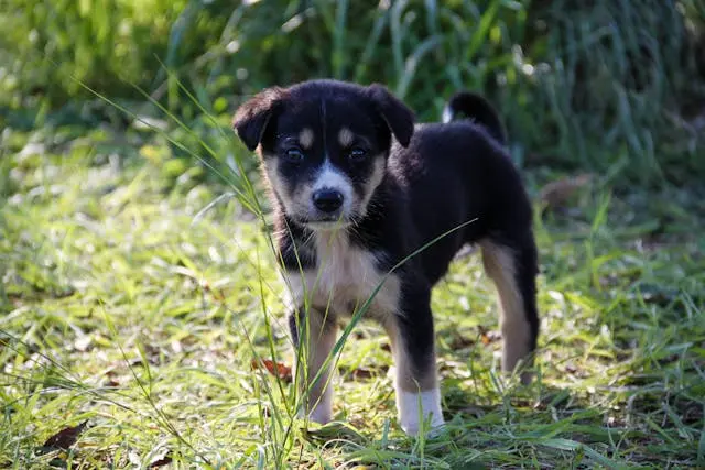 愛犬が夜になると徘徊するようになったときの落ち着かせ方